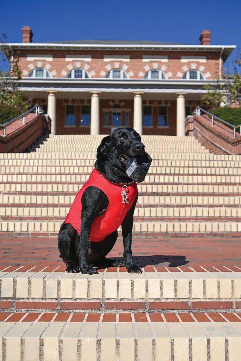 Ripken the Bat Dog sits in the Court of Carolina on Tuesday, Oct. 4, 2022. Ripken is known around campus for fetching player's bats at baseball games and for retrieving the kicking tee at football games.