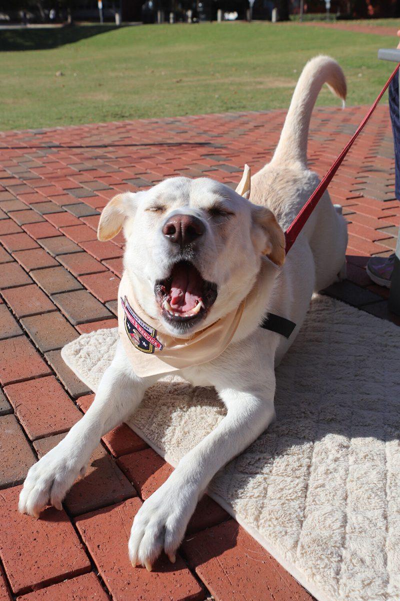 Magnus the therapy dog stretches at Pause for Paws at Harris Field on Tuesday, Oct. 18, 2022. Prevention Services held this event and hosted therapy dogs for students.