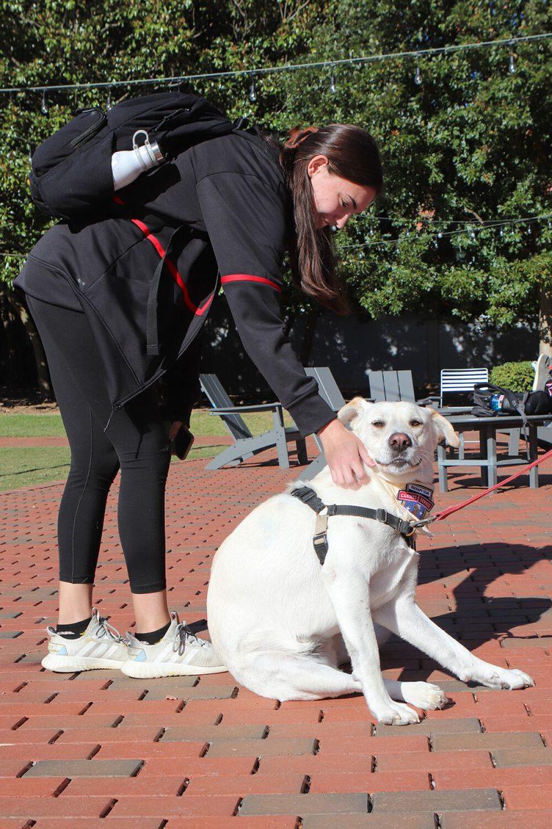 Emma Logans, a third-year studying biology, pets Magnus the therapy dog at Pause for Paws at Harris Field on Tuesday, Oct. 18, 2022. Prevention Services held this event and hosted therapy dogs for students.