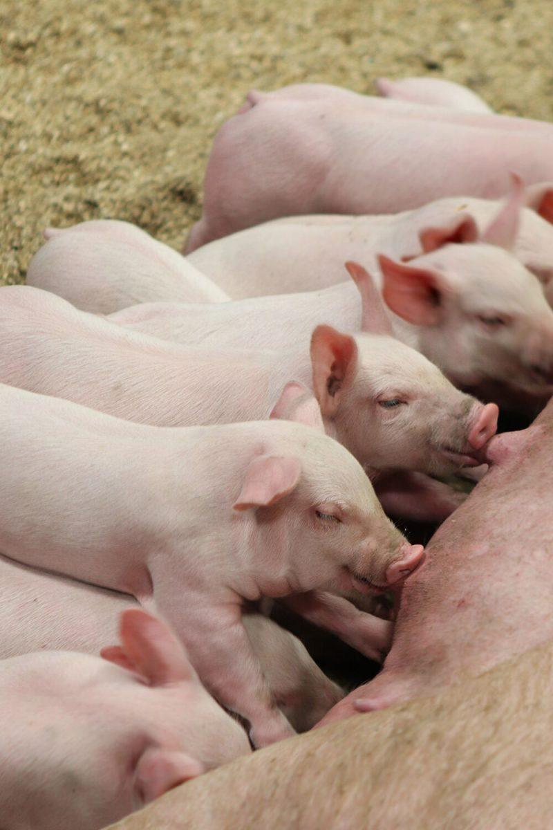 Piglets drink milk from their mother at the Graham Building at the North Carolina State Fair on Friday, Oct. 21, 2022.