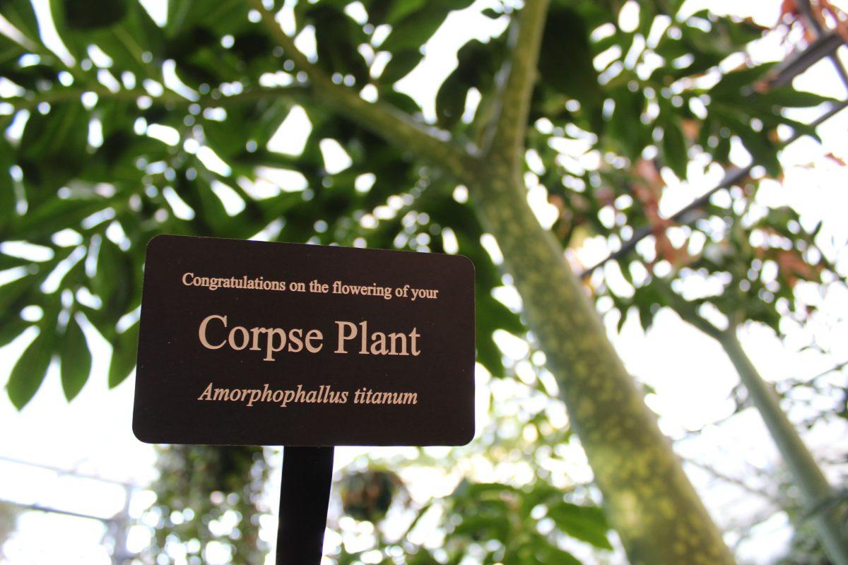 Corpse Plant