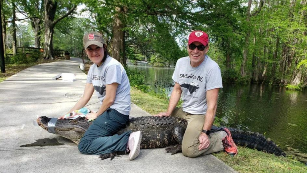 NC State lab studies alligators to show effects of forever chemicals in NC rivers