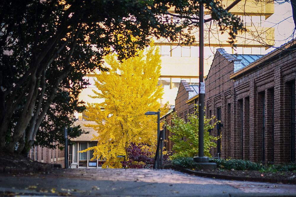 A ginkgo tree known to the NC State community as "The Tree" stands next to Park Shops on North Campus on Sunday, Nov. 27, 2022. The tree is known for its dramatic color change each fall and won Raleigh's 2022 Tree of the Year.&#160;
