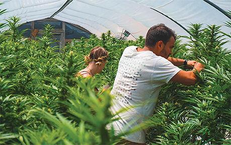 Hemp Generation