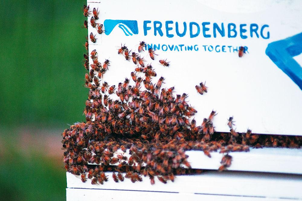 Bees swarm the Freudenberg beehive near Hunt Library on Tuesday, June 27. Eight beehives were established by NC State alumna created company, Bee Downtown. Each hive is payed for by sponsors in exchange for hive tours, updates on the bees and access to they honey they produce.