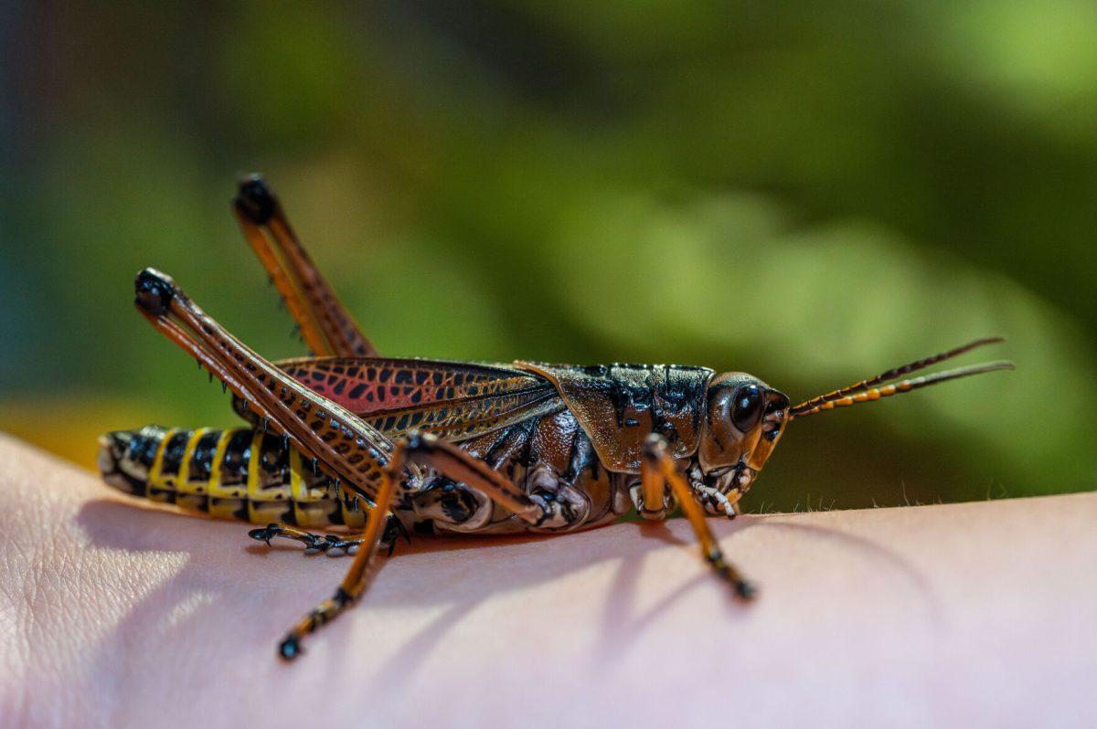 An Eastern Lubber Grasshopper found during Bugfest at the North Carolina Museum of Natural Sciences on Saturday, September 16, 2023. BugFest is an annual festival that has historically attracted over 30,000 guests.