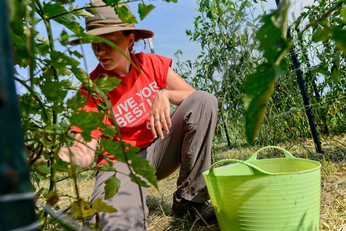 Students work at the CALS Agroecology farm off Lake Wheeler Road. Photo by Marc Hall