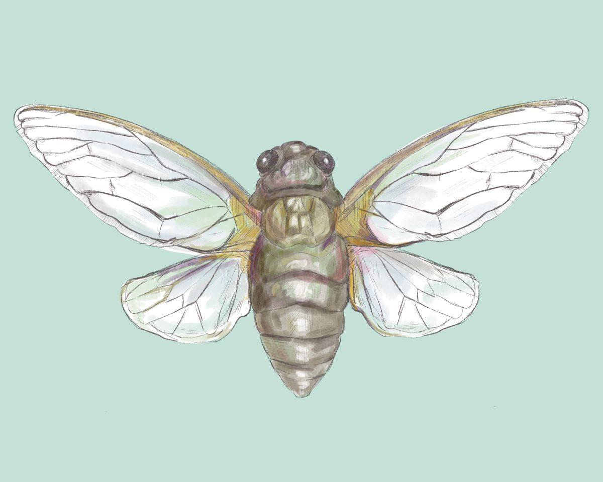 Cicada graphic.jpg