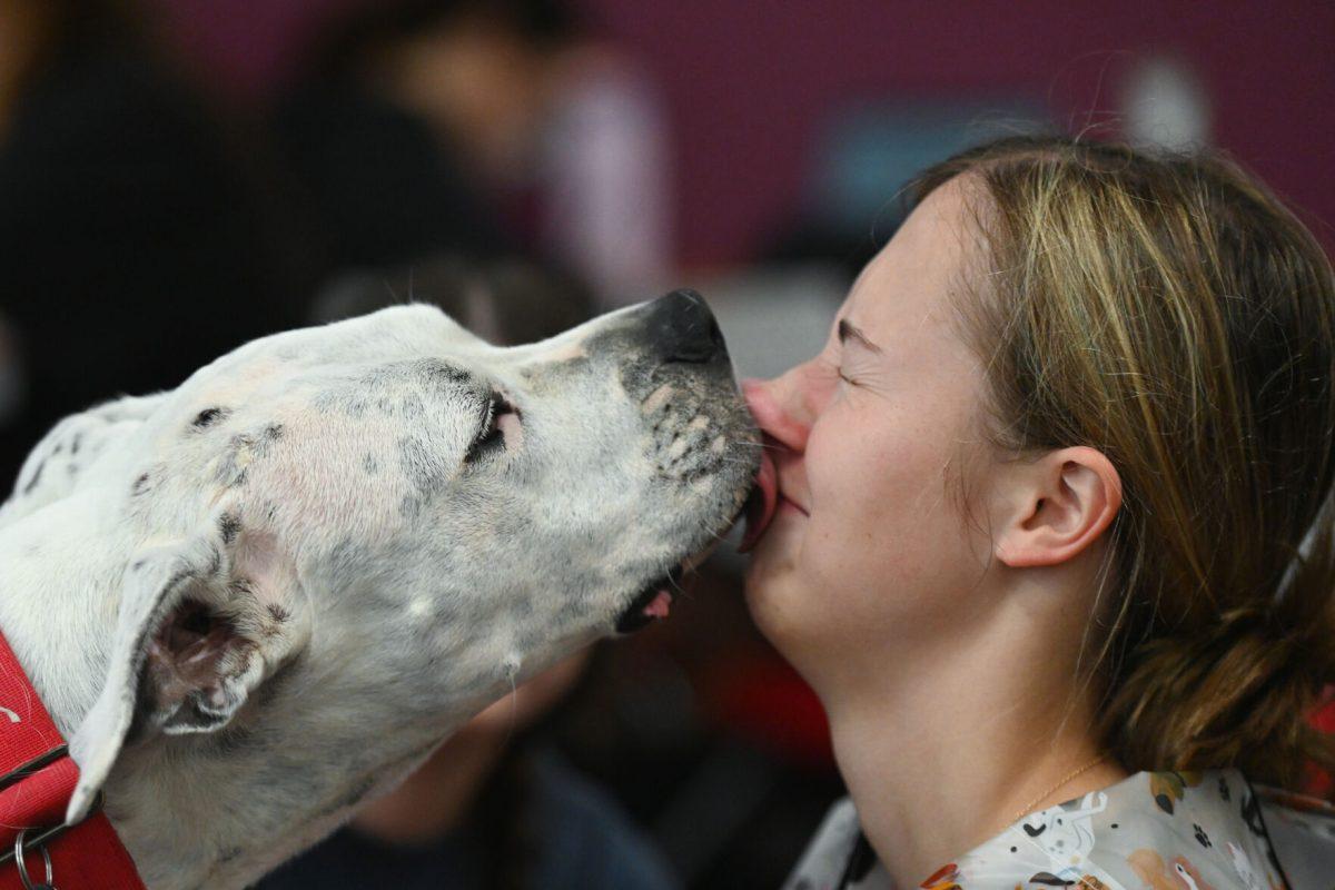 Service dog Delilah licks the face of Katherine Johnson, a fourth-year studying animal science, at Pause for Paws at D.H. Hill Jr. Library on Tuesday, Sept. 17, 2024. Pause for Paws was an event organized by Prevention Services that allowed students to relax with therapy dogs.