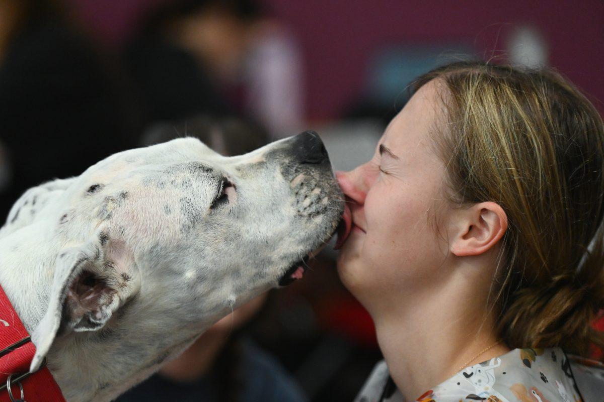 Service dog Delilah licks the face of Katherine Johnson, a fourth-year studying animal science, at Pause for Paws at D.H. Hill Jr. Library on Tuesday, Sept. 17, 2024. Pause for Paws was an event organized by Prevention Services that allowed students to relax with therapy dogs.
