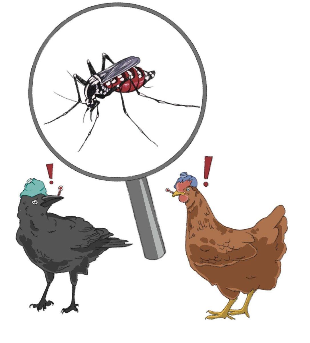 West Nile virus cases surge in North Carolina