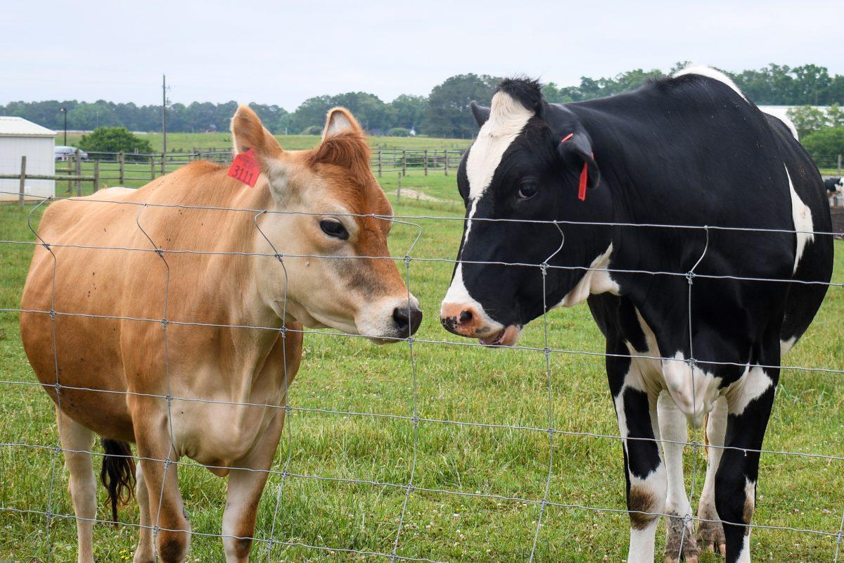 Cows stand in a field outside the Howling Cow Dairy Education Center and Creamery on May 15. Beyond purchasing ice cream and other dairy goods, one has the opportunity to learn about how these milk products are made.