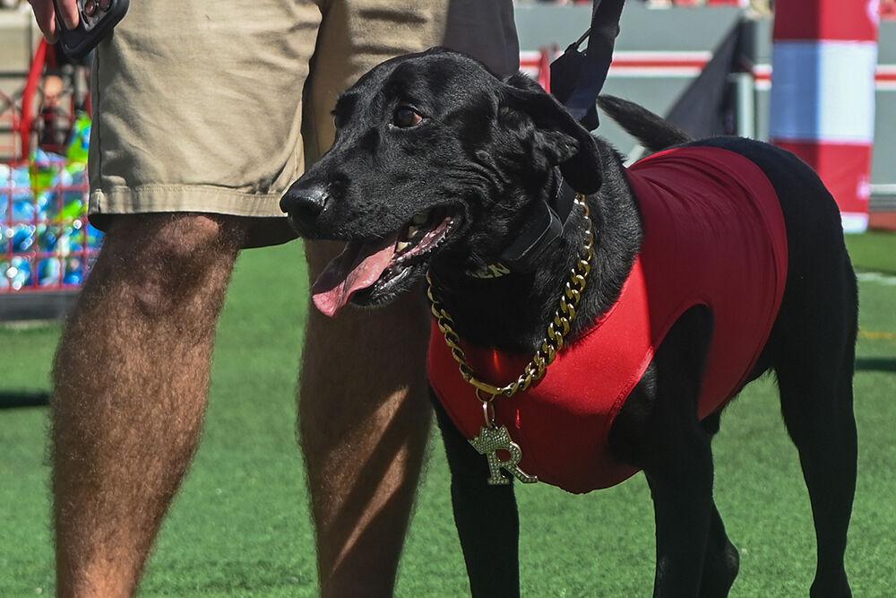Ripken the Bat Dog waits in the endzone during the football game against Northern Illinois at Carter-Finley Stadium on Saturday, Sept. 28, 2024. Ripken fetches the kicking tee following punts. The Wolfpack beat the Huskies 24-17.