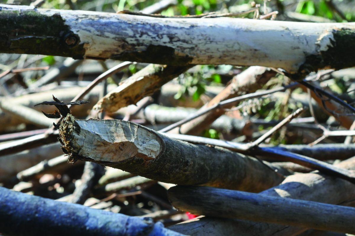 A stick with beaver teeth marks sticking out of a pile at Pullen Park on Friday, March 21, 2025.