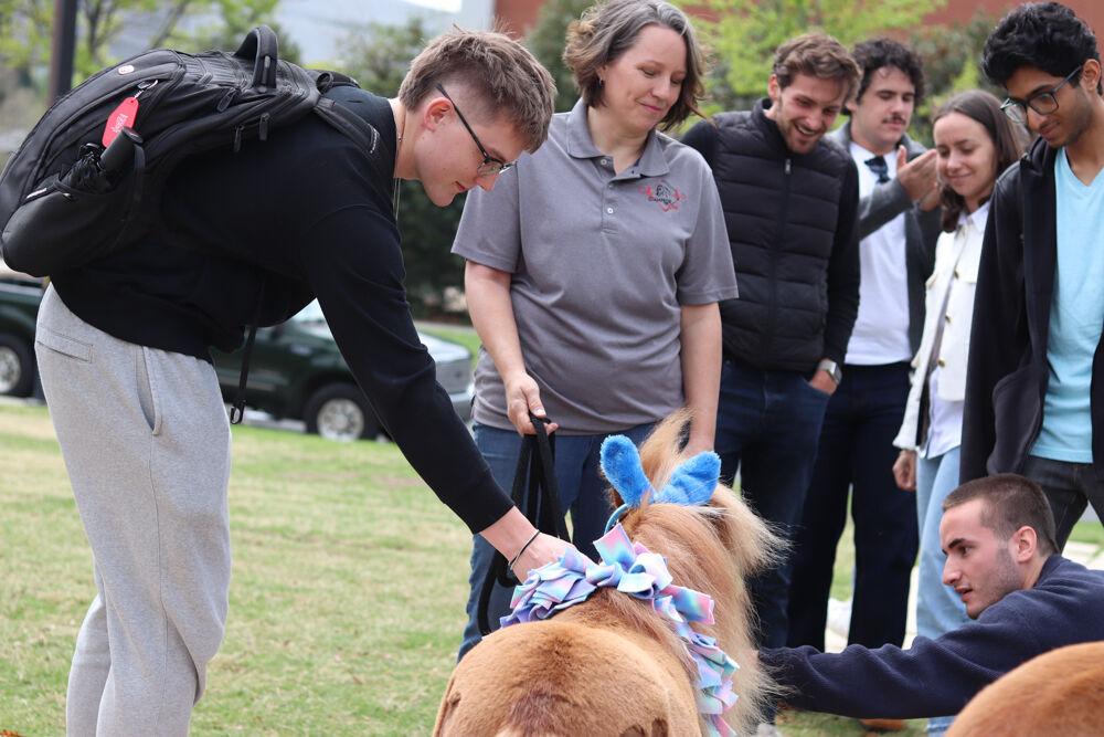 Aaron Carter, a fourth-year studying mechanical engineering, pets Kiwi the Mini Horse at The Corner on Centennial Campus on Tuesday, April 8, 2025. The Stampede of Love organization annually visits NC colleges nearing exam season to help students relax.