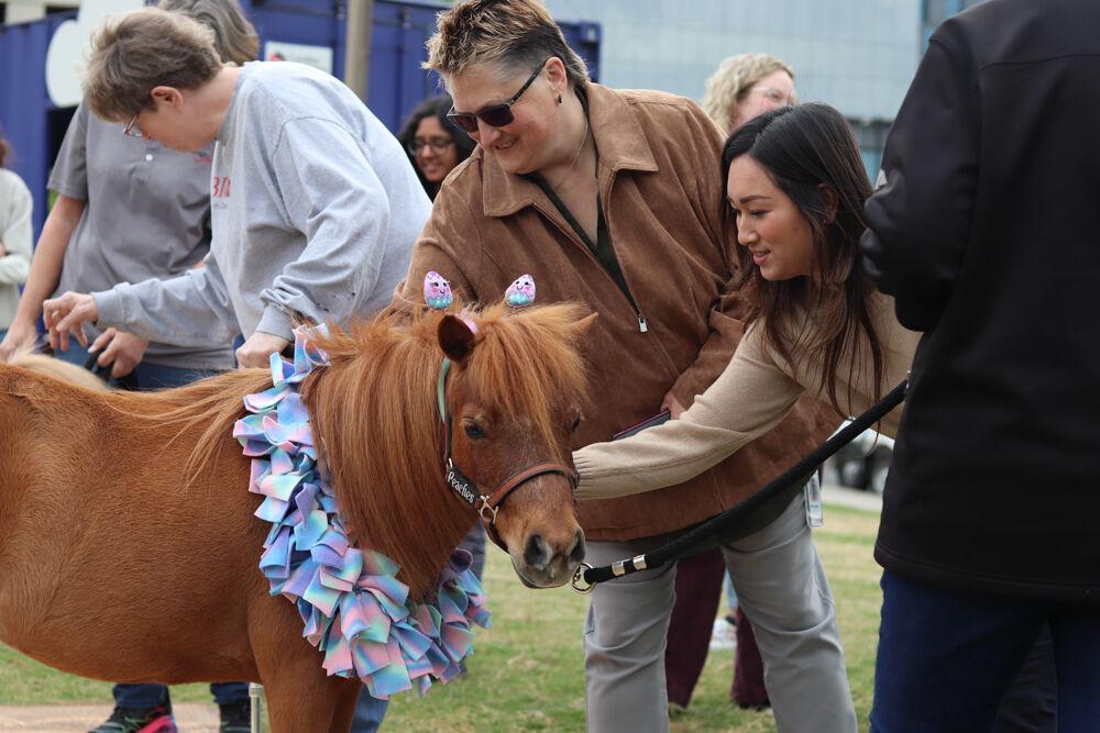 Kaitlyn Nguyen and Kim Cooper pet Peaches the Mini Horse at The Corner on Centennial Campus on Tuesday, April 8, 2025. Peaches is a part of the Stampede of Love organization, a non-profit group dedicated to sharing the therapeutic benefits of animal therapy of adults and children.