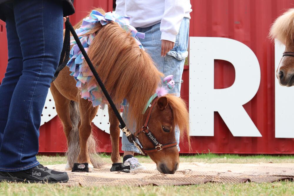 Peaches the Mini Horse scratches their face in the dirt at The Corner on Centennial Campus on Tuesday, April 8, 2025. Peaches is a part of the Stampede of Love organization, a non-profit group dedicated to sharing the therapeutic benefits of animal therapy of adults and childre