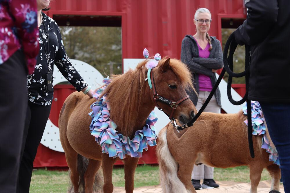Peaches the Mini Horse poses for a picture at The Corner on Centennial Campus on Tuesday, April 8, 2025. Peaches is a part of the Stampede of Love organization, a non-profit group dedicated to sharing the therapeutic benefits of animal therapy of adults and children.