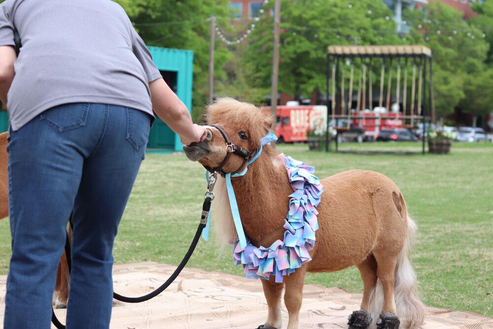 Kiwi the Mini Horse eats out of her owner&#8217;s hand at The Corner on Centennial Campus on Tuesday, April 8, 2025. Kiwi is a part of the Stampede of Love organization, a non-profit group dedicated to sharing the therapeutic benefits of animal therapy of adults and children.