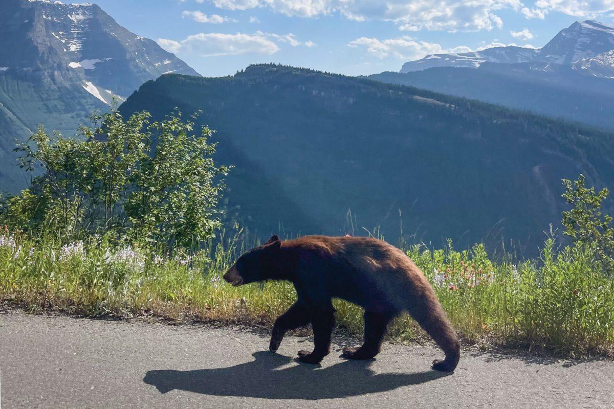 A bear walks along a path at Glacier National Park on Sunday, July 14, 2024.