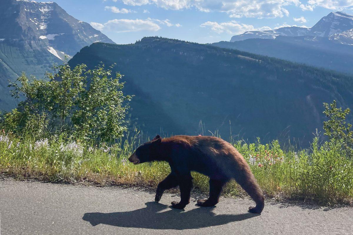 A bear walks along a path at Glacier National Park on Sunday, July 14, 2024.