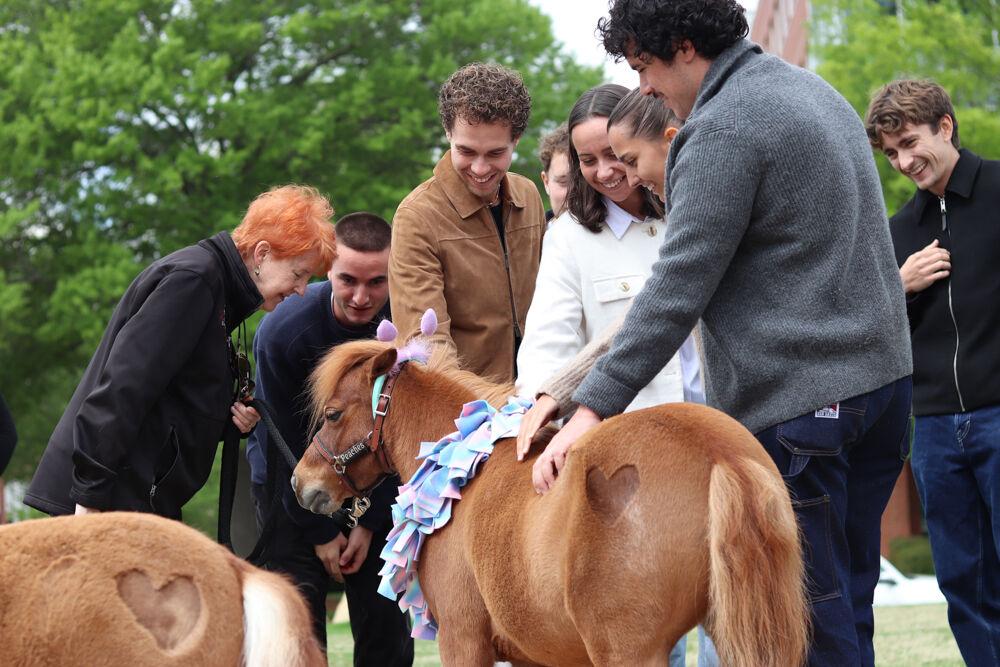 Students gather around Peaches the Mini Horse at The Corner on Centennial Campus on Tuesday, April 8, 2025. The Stampede of Love organization annually visits NC colleges nearing exam season to help students relax.