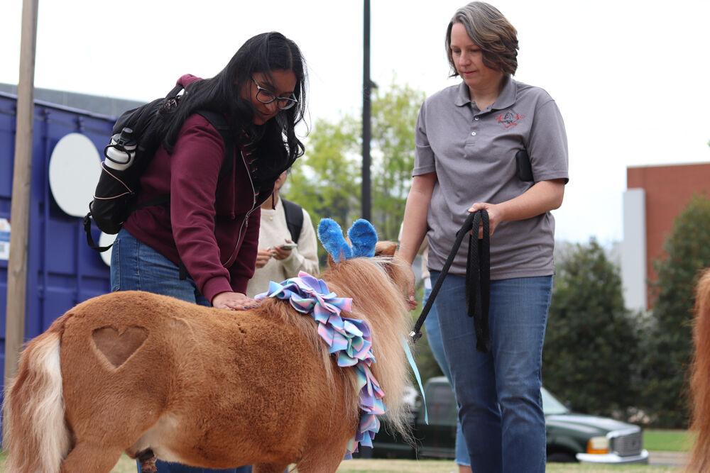 Neha Pothireedy, a second-year studying business administration, pets Kiwi the Mini Horse with Stampede of Love founder, Tera Needhan, at The Corner on Centennial Campus on Tuesday, April 8, 2025. Stampede of Love organization is a non-profit group dedicated to sharing the therapeutic benefits of animal therapy of adults and children.