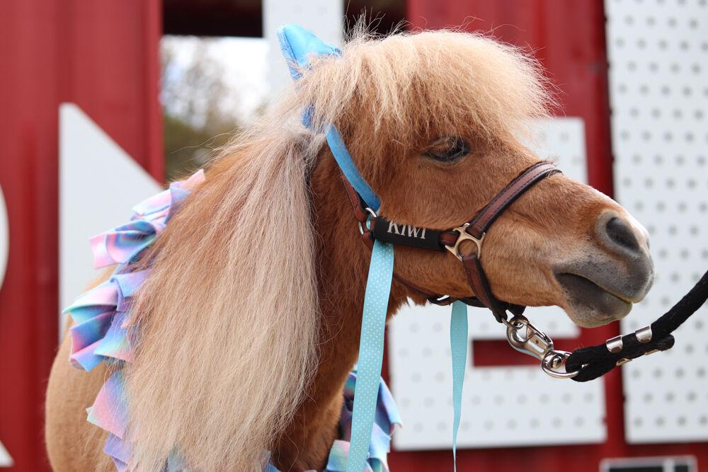 Kiwi the Mini Horse waits to be pet at The Corner on Centennial Campus on Tuesday, April 8, 2025. Kiwi holds a spot in the Equus Foundation Horse Stars Hall Of Fame.