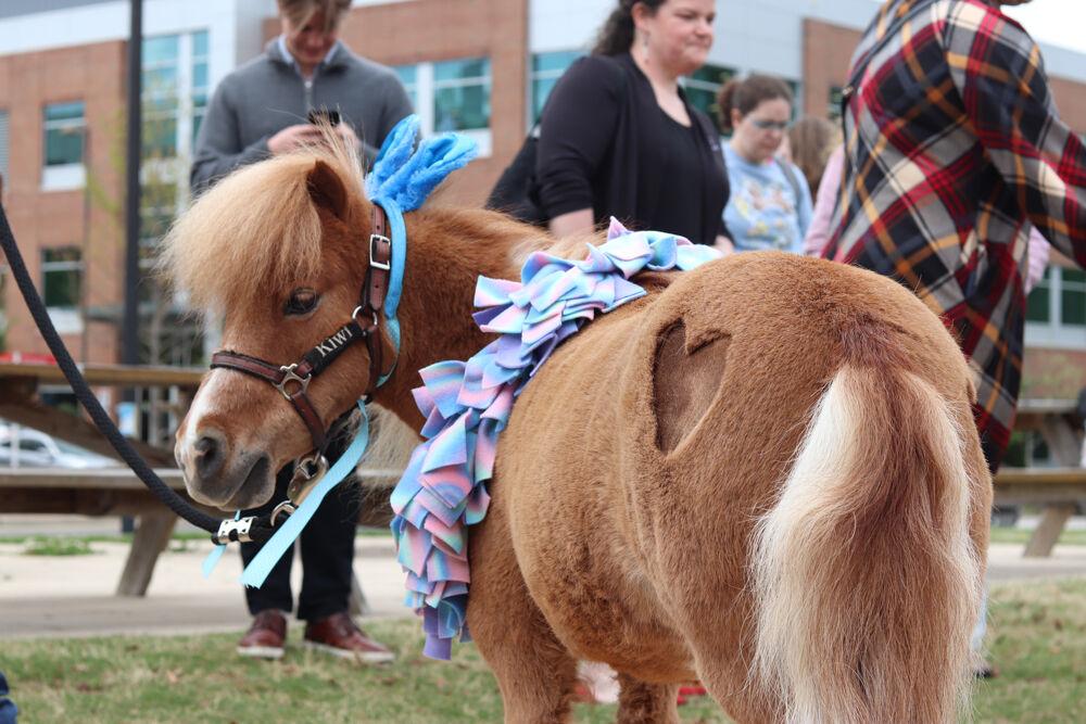 Kiwi the Mini Horse looks at the camera at The Corner on Centennial Campus on Tuesday, April 8, 2025. The heart-shaped cut on the side of him is shaved from his winter coat.