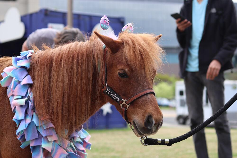 Peaches the Mini Horse poses for a picture at The Corner on Centennial Campus on Tuesday, April 8, 2025. Peaches is a part of the Stampede of Love organization, a non-profit group dedicated to sharing the therapeutic benefits of animal therapy of adults and children.