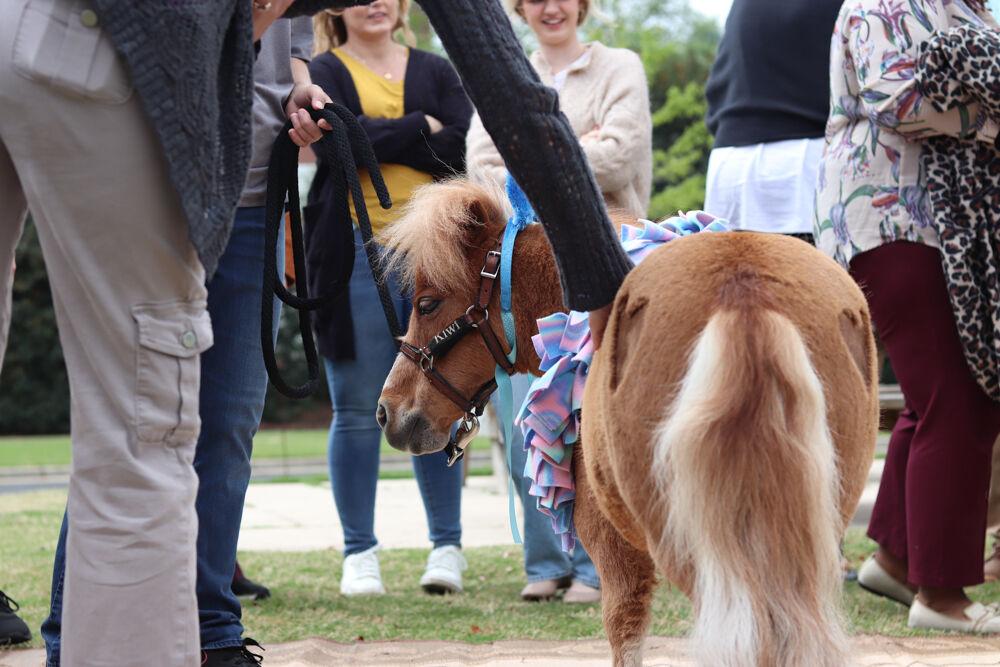 Kiwi the Mini Horse glances at the camera for a picture at The Corner on Centennial Campus on Tuesday, April 8, 2025. Kiwi has a Facebook page with over 1000 followers.